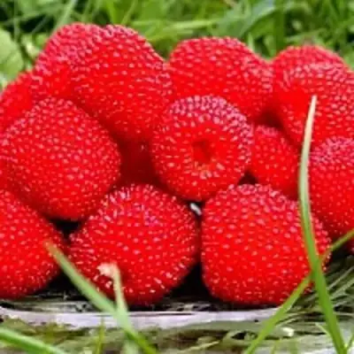 Малина ТИБЕТСКАЯ (РОЗОЛИСТНАЯ) в Жодино