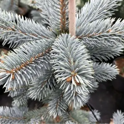 Ель РОЯЛ БЛЮ колючая  в Жодино