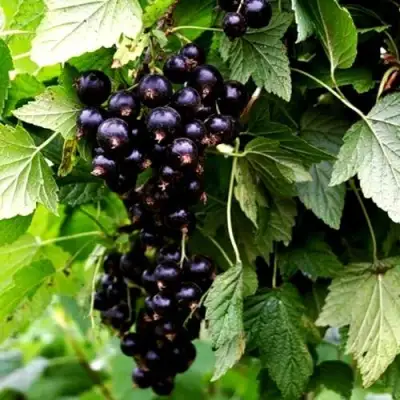 Смородина чёрная БЕЛОРУССКАЯ СЛАДКАЯ в Жодино