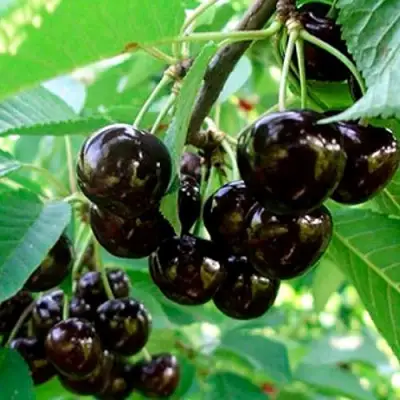 Черешня МУСКАТНАЯ в Жодино