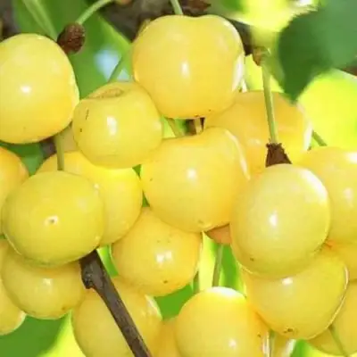 Черешня РОССОШАНСКАЯ ЗОЛОТАЯ в Жодино