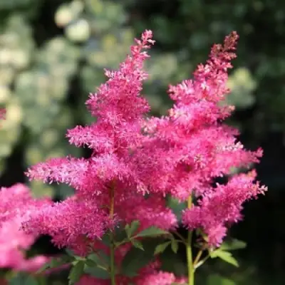 Астильба САННИ ДЕЙ гибридная в Жодино