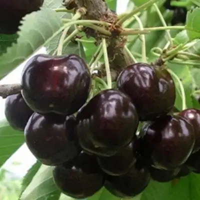 Вишня РОССОШАНСКАЯ ЧЕРНАЯ в Жодино