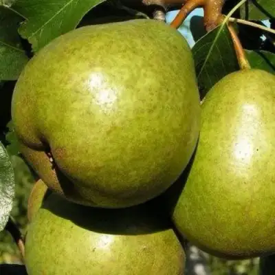 груша Ясачка