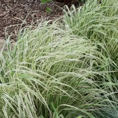 Вейник ОВЕРДАМ остроцветковый в Жодино