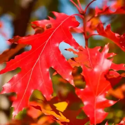 Дуб красный в Жодино