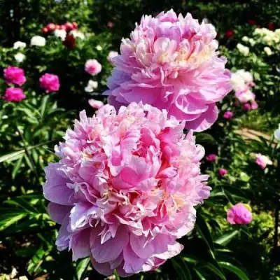 Пион ЛАВОН травянистый в Жодино