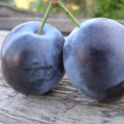 Слива БЛЮФРИ в Жодино