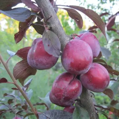 Слива ЛАМА в Жодино