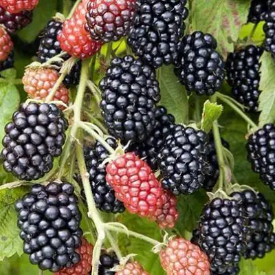 Ежевика НАВАХО бесшипная  в Жодино