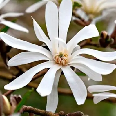 Магнолия СТЕЛЛАТА в Жодино