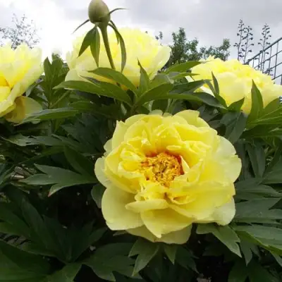 Пион БАРЦЕЛЛА (БАРТЗЕЛЛА) ито-гибрид в Жодино