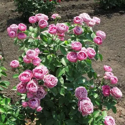 Роза МИСТИ БАБЛС спрей в Жодино