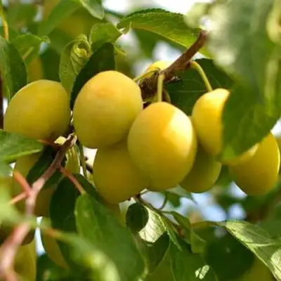 Слива ОЧАКОВСКАЯ ЖЕЛТАЯ в Жодино