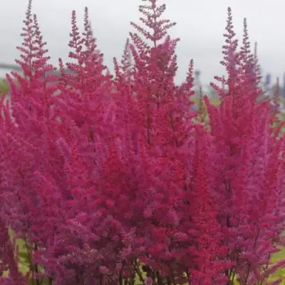 Астильба МАЙТИ ЧОКОЛАТ ЧЕРРИ китайская в Жодино