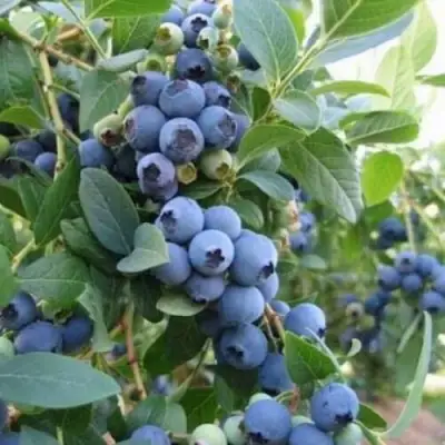 Голубика ЭЛЛИОТ в Жодино