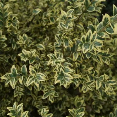 Самшит АУРЕАВАРИЕГАТА в Жодино