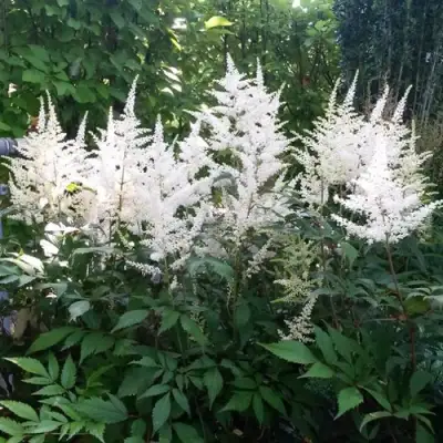 Астильба БРАУТШЛЕЙЕР Арендса в Жодино