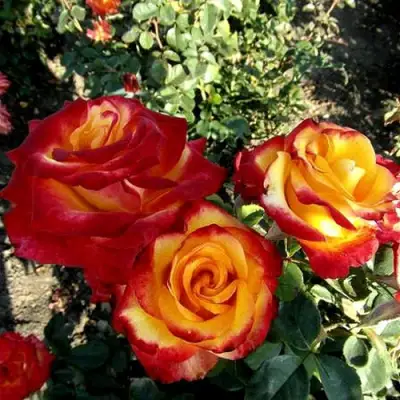 Роза ХАЙ МЭДЖИК чайно-гибридная в Жодино