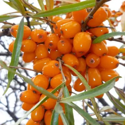 Облепиха КОСТЕР в Жодино