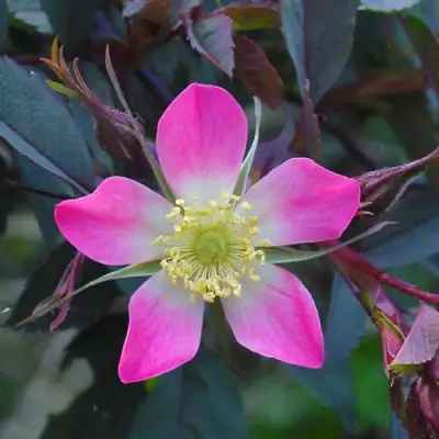 Роза сизая в Жодино