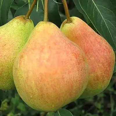 Груша ЛЮБИМИЦА ЯКОВЛЕВА в Жодино