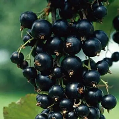 Смородина чёрная ВЕЛОЙ (ЛЕНИНГРАДСКАЯ СЛАДКАЯ) в Жодино