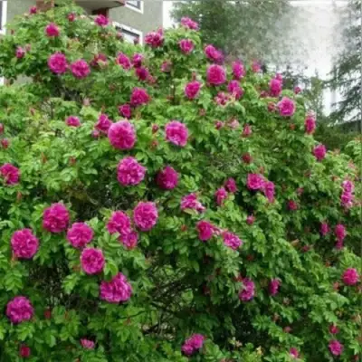 Шиповник ХАНСА в Жодино