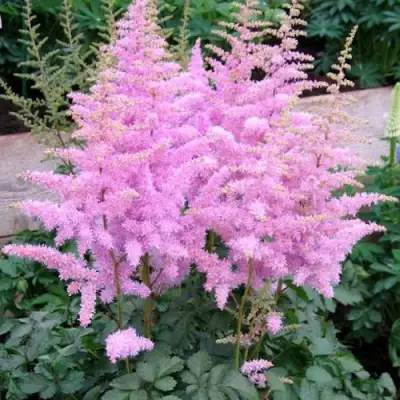 Астильба ГИАЦИНТ Арендса в Жодино