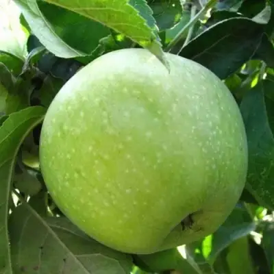 Яблоня РЕНЕТ СИМИРЕНКО в Жодино