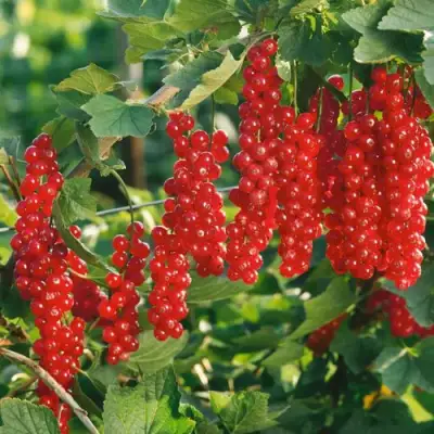 Смородина красная РУДНЕУС в Жодино