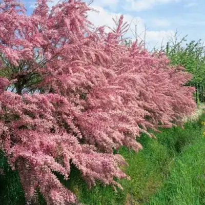 Тамарикс ПИНК КАСКАД в Жодино