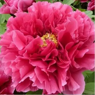 Пион КОРОЛЕВСКИЙ ЦВЕТОК древовидный в Жодино