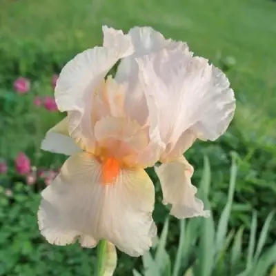 Ирис ПАТИ ДРЕСС бородатый в Жодино