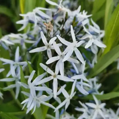 Амсония иволистная в Жодино