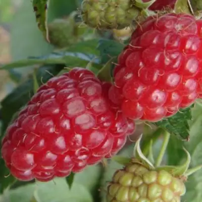 Малина РАДЗИЕВА в Жодино