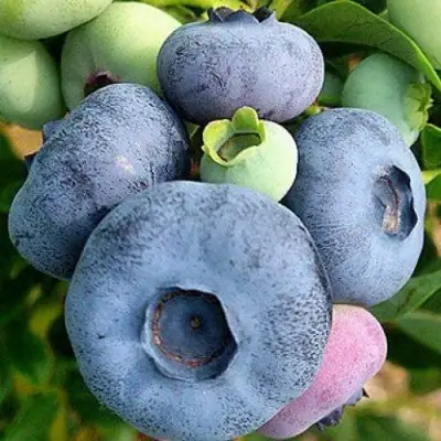 Голубика ПАТРИОТ в Жодино