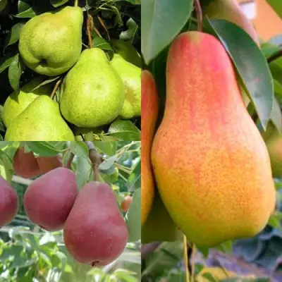 Комплект ГРУШЕВОЕ АССОРТИ в Жодино