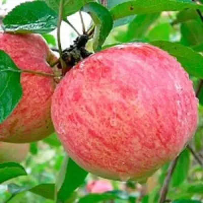 Яблоня КОРИЧНОЕ ПОЛОСАТОЕ в Жодино