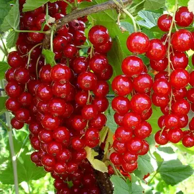 Смородина красная ЙОНКЕР ВАН ТЕТЦ в Жодино