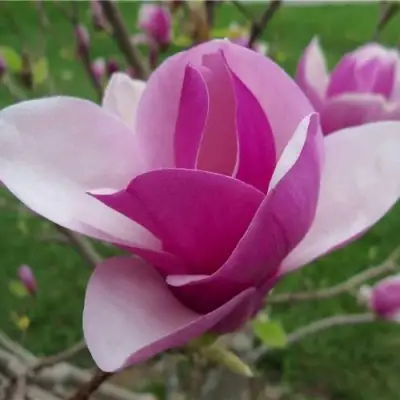 Магнолия СУЛАНЖА в Жодино