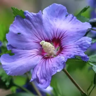 Гибискус МАРИНА сирийский в Жодино