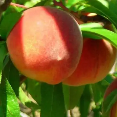 Персик РЕД ХЕВЕН в Жодино