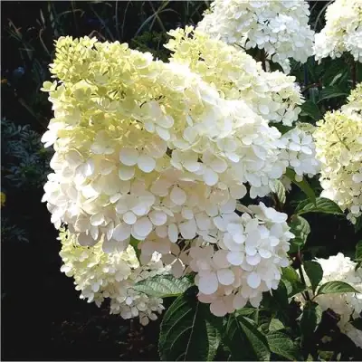 Гортензия ДИАМАНТИНО метельчатая в Жодино