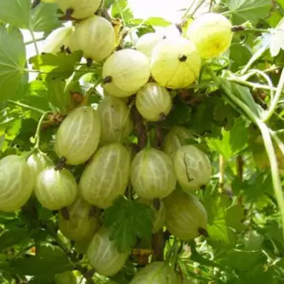 Крыжовник ИНВИКТА в Жодино