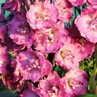 Дельфиниум ДЕЛЬФИС ПИНК ПАУЭ высокий в Жодино