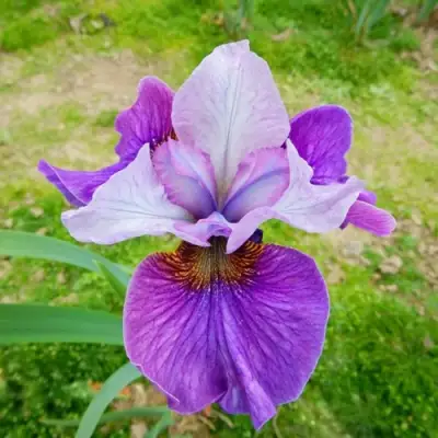 Ирис ЛАЙТ ОВ ХАРТ сибирский в Жодино