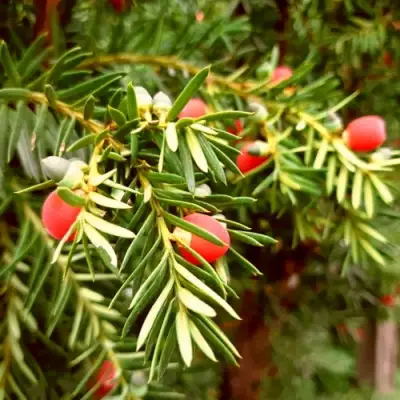 Тис ДАВИД ягодный в Жодино