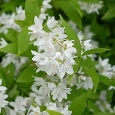 Дейция шершавая в Жодино