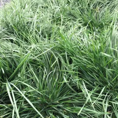 Щучка ГОЛДТАУ дернистая в Жодино